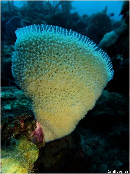 divepix Pink Vase Sponge